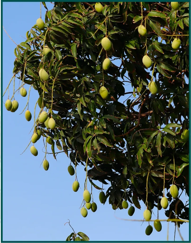 managed farmland near Bangalore