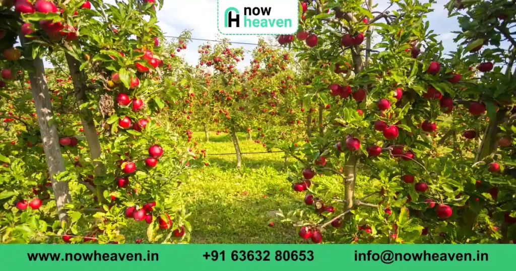 farm land for sale near bangalore